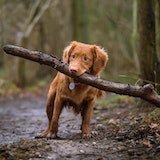 dog with a stick